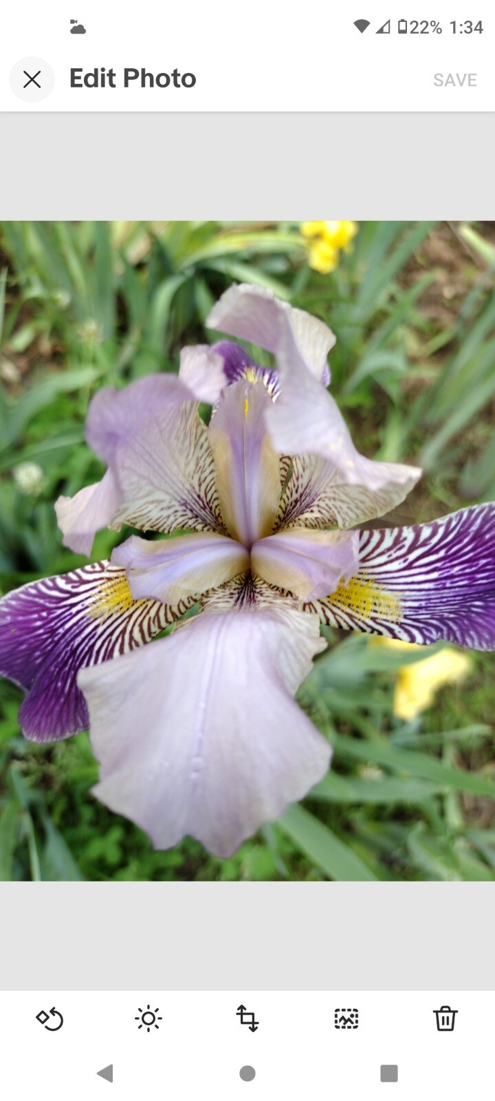 25xBearded Iris Rhizomes – Easy to Grow, FresH Mixed Colors FAST SHIPPING