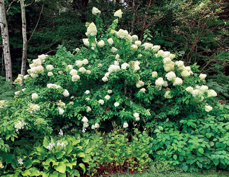 Limelight Hydrangea, Panicle Hydrangea, Cream Pink Flowers (1 Plant, 3.5 In Pot)