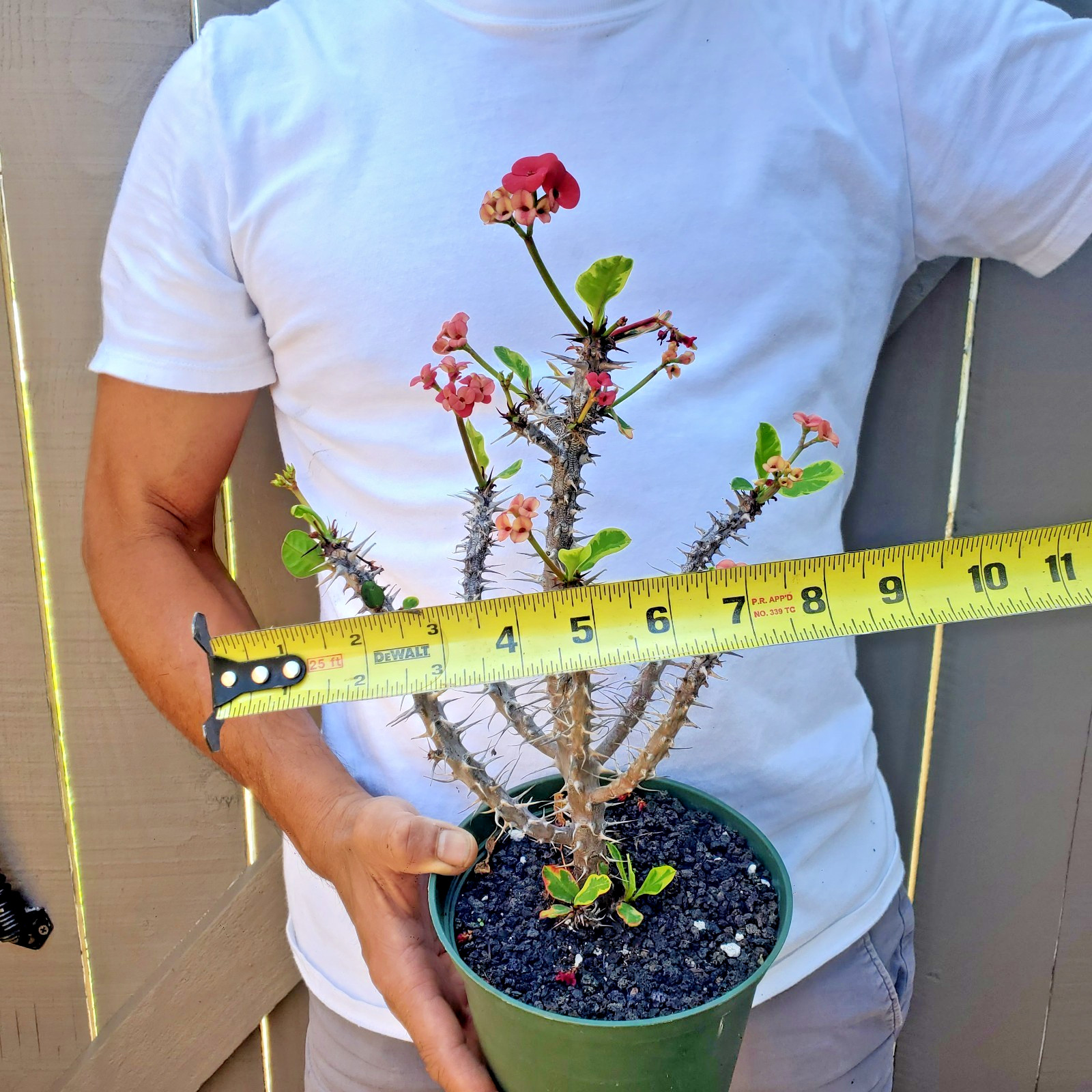 Variegated Euphorbia Milii Crown of Thorns Flower Cactus