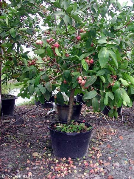 Red Rose Apple Live Tree 12-18 in Syzygium jambos Tropical Fruit Plant