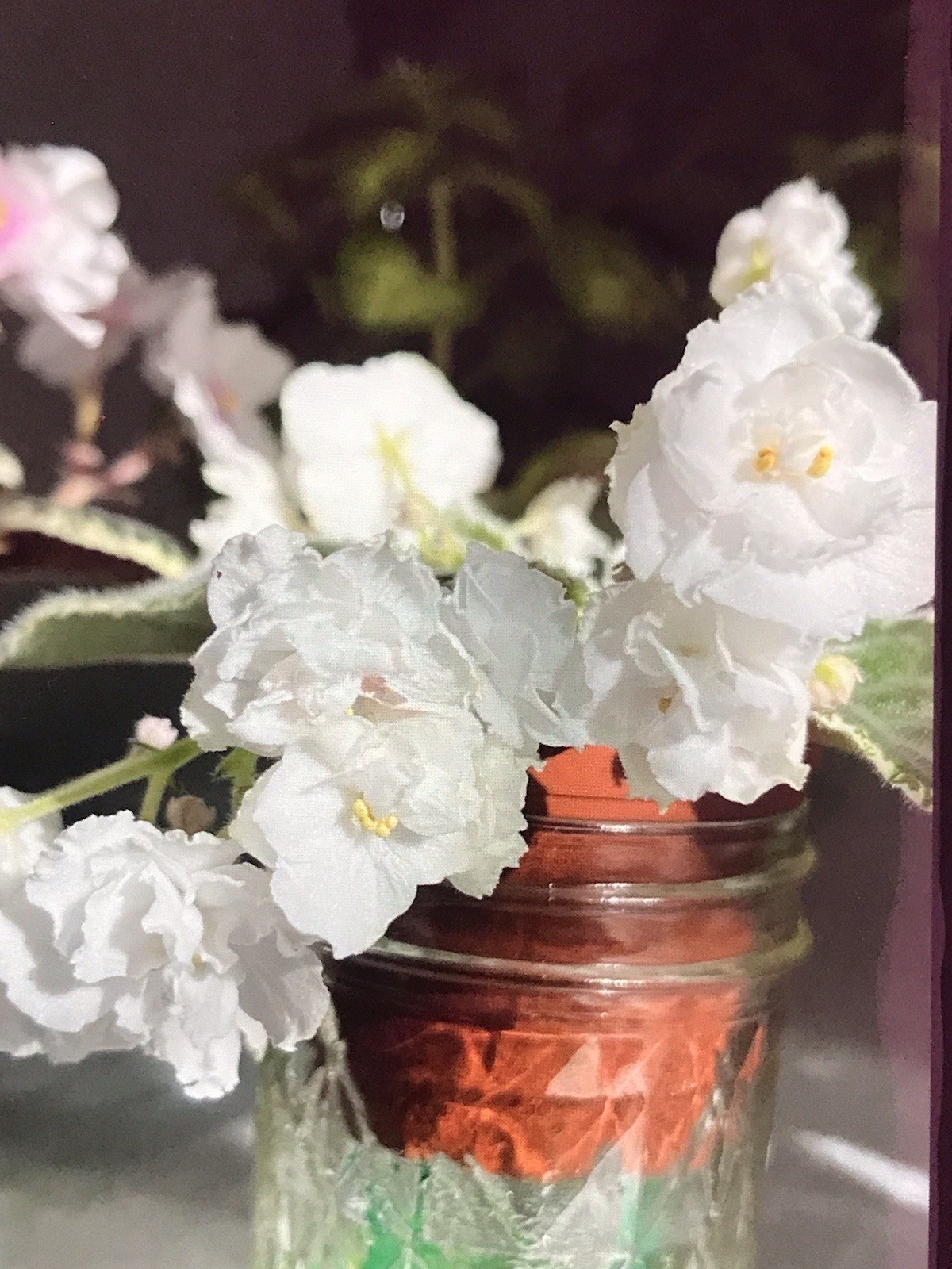 African Violet Plant “Wrangler’s Snowbride” (blooming) (standard)