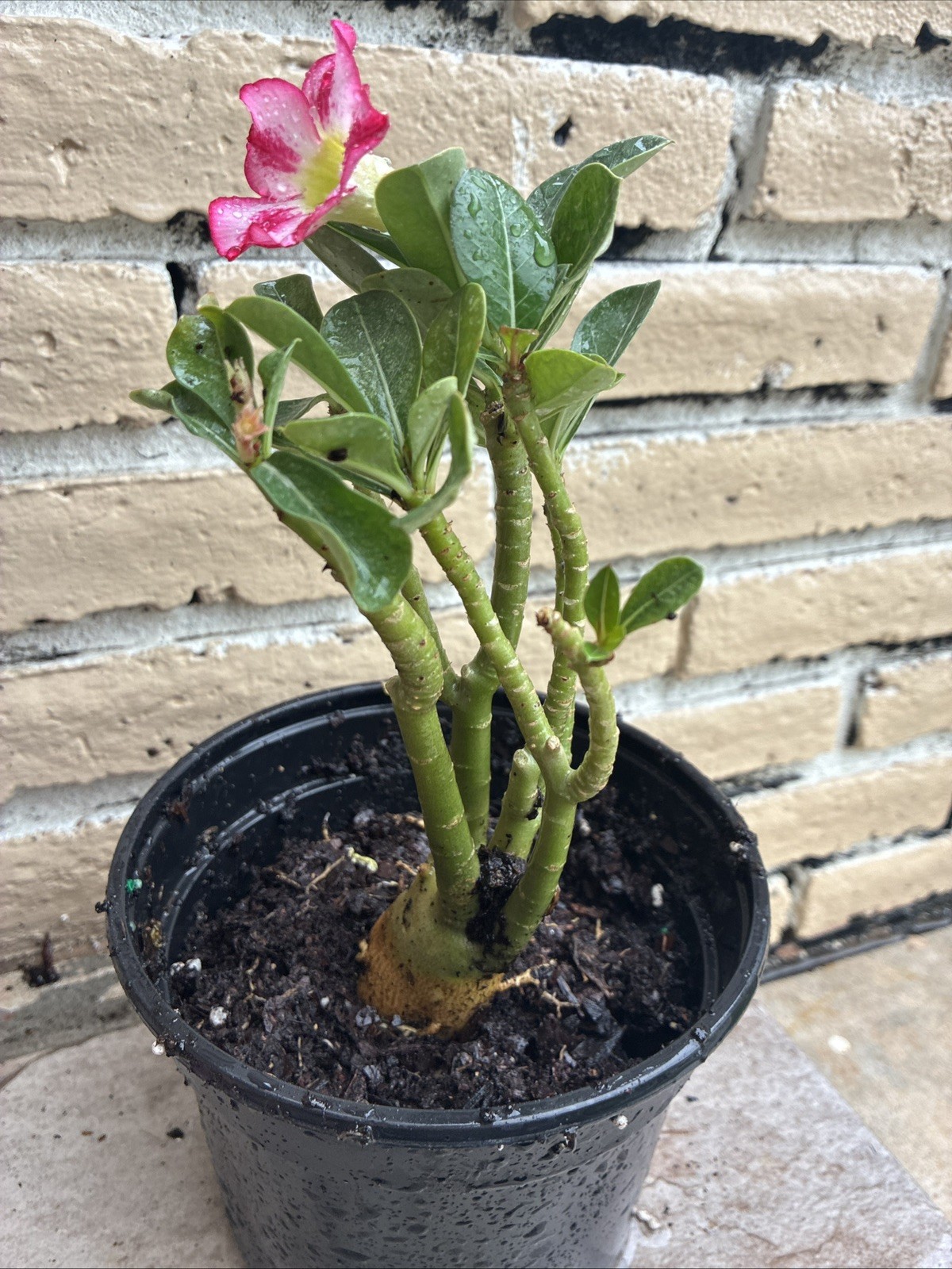 Desert Roses pink striped beautiful exotic flowering tree