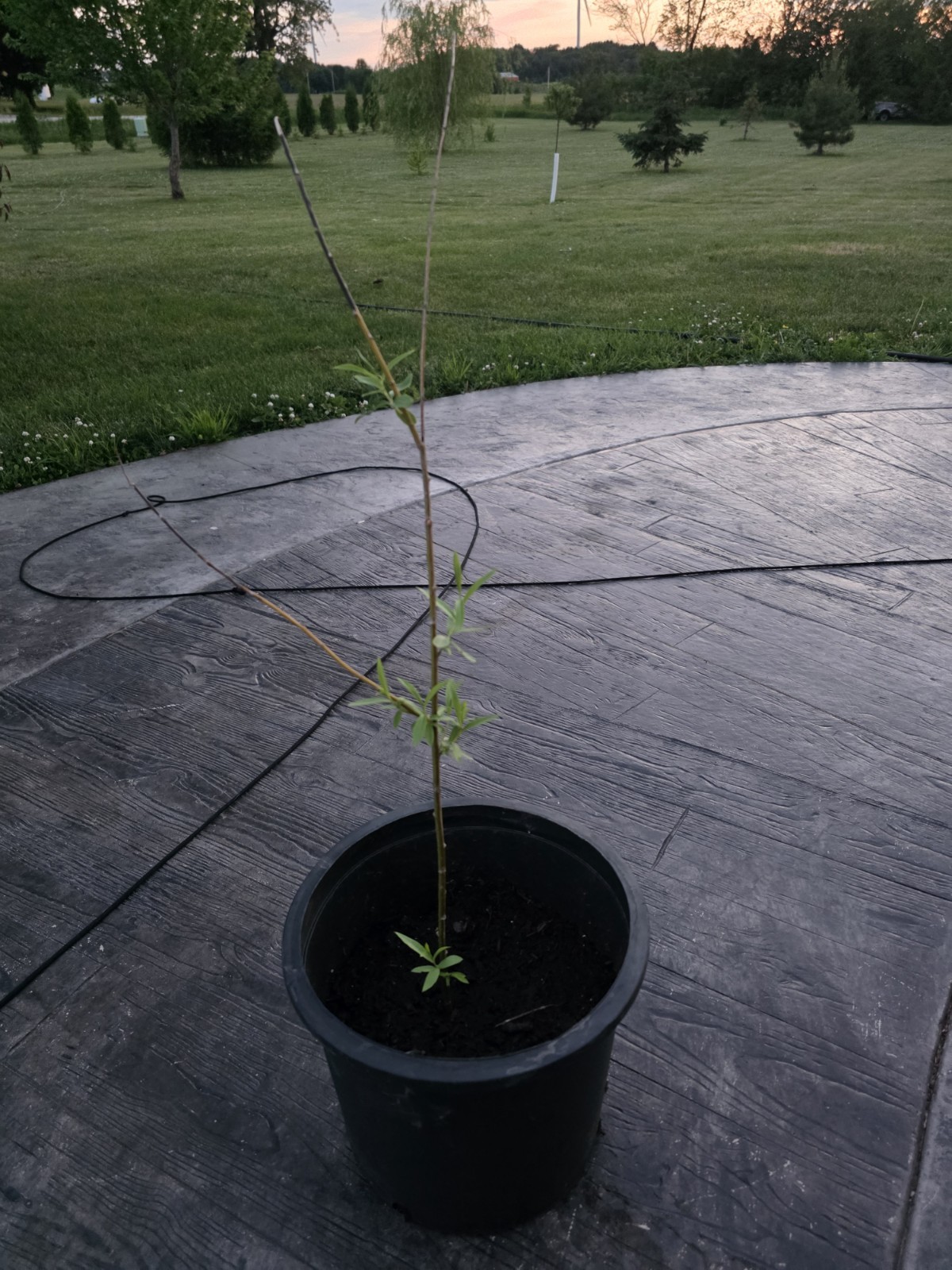 Weeping Willow (Salix) Potted Seedling Live Tree Plant, Outdoor, 1 Pack
