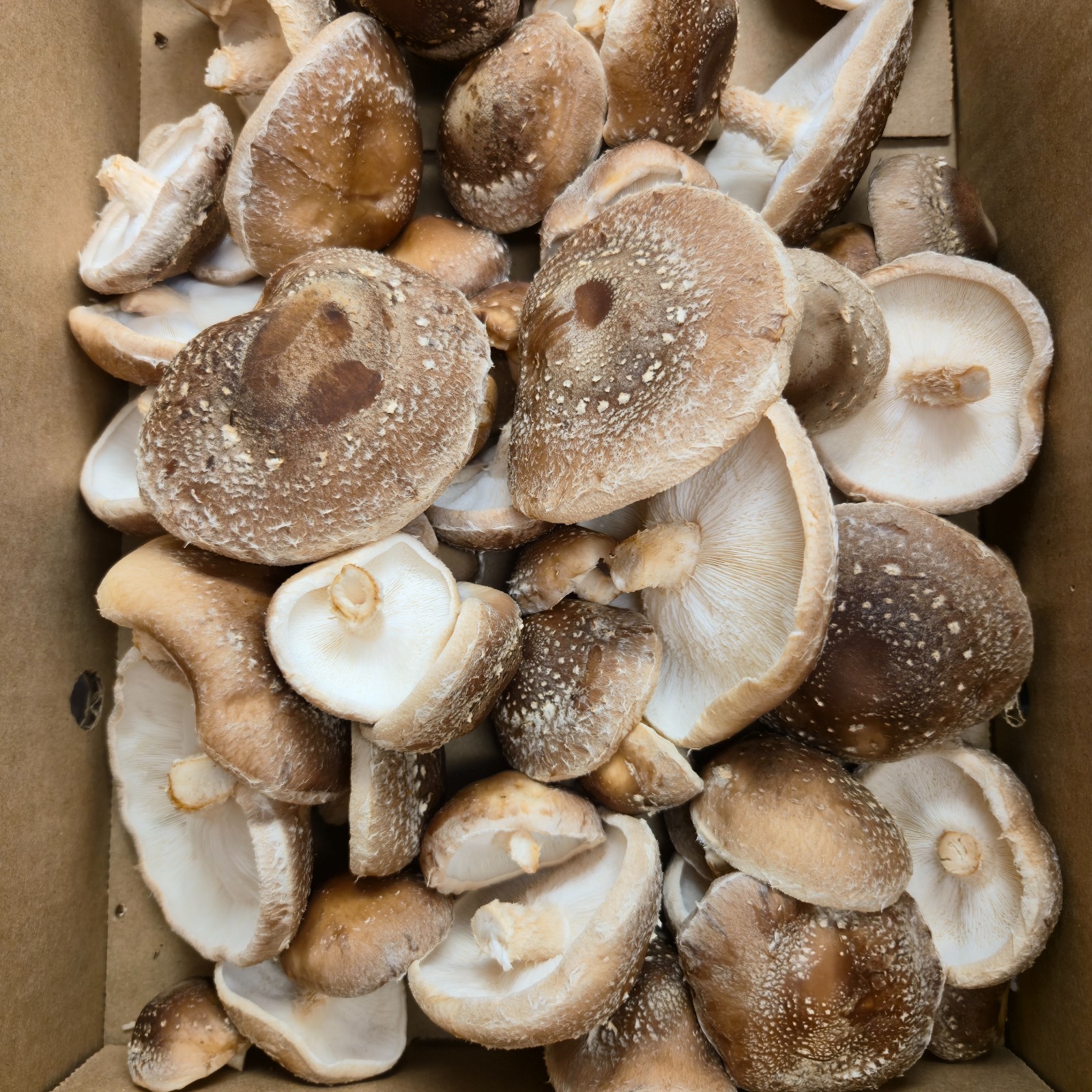 Segura & Sons Shiitake Mushroom Grow Kit – First Flush Guarantee