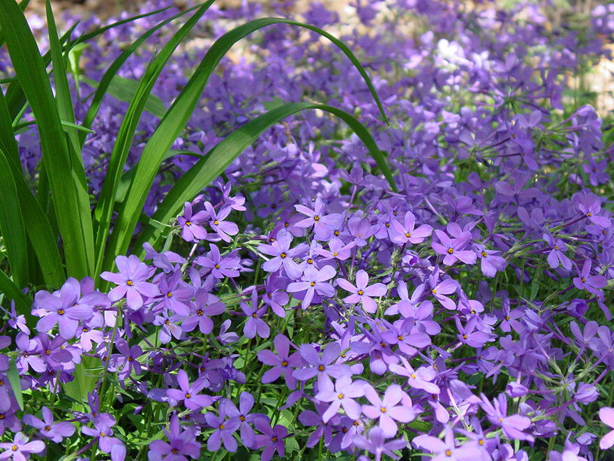 Creeping Phlox Purple Beauty 25 Plants in 3-1/2 Inch Pots