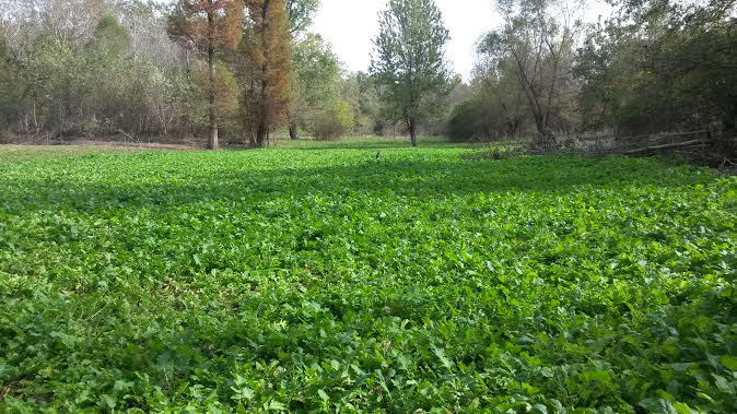 10LBS DEER GREENS PURPLE TOP TURNIP DAIKON RADISH RAPE SEED DEER FOOD PLOT SEED