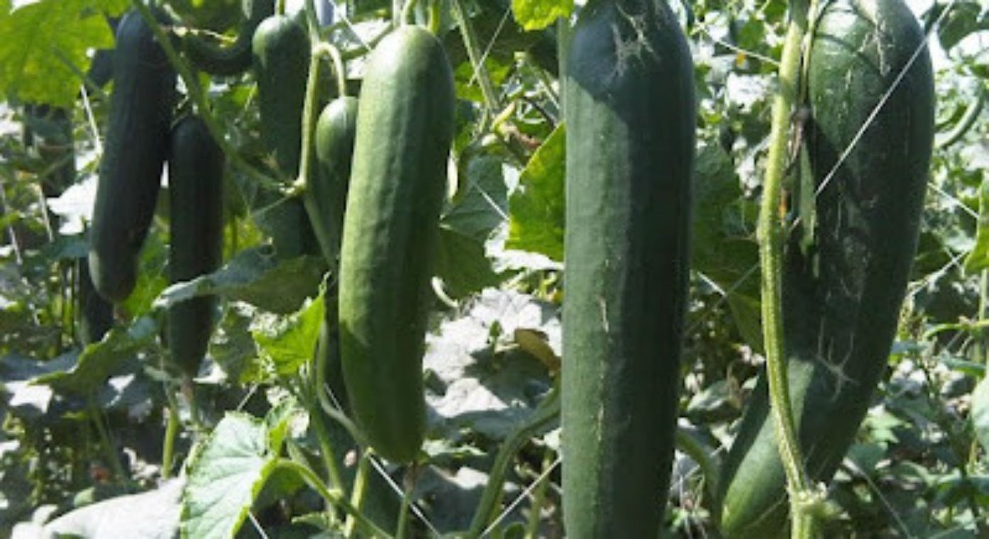 STRAIGHT 8 CUCUMBER! 8″ LONG! CRISP & FRESH! 25 SEEDS! COMBINED S/H!