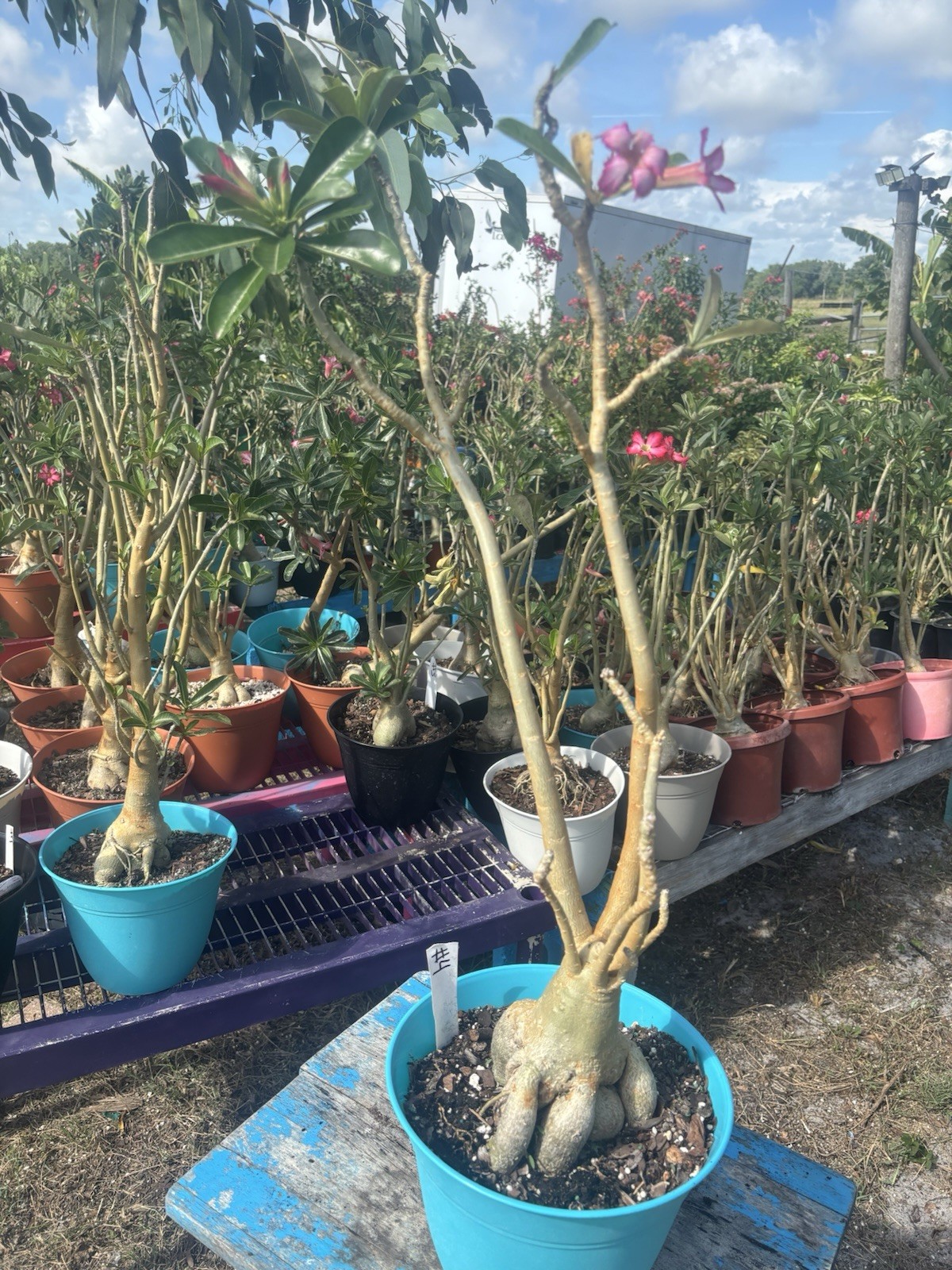 Adenium Obesum Desert Bareroot Pick A # From The Pictures