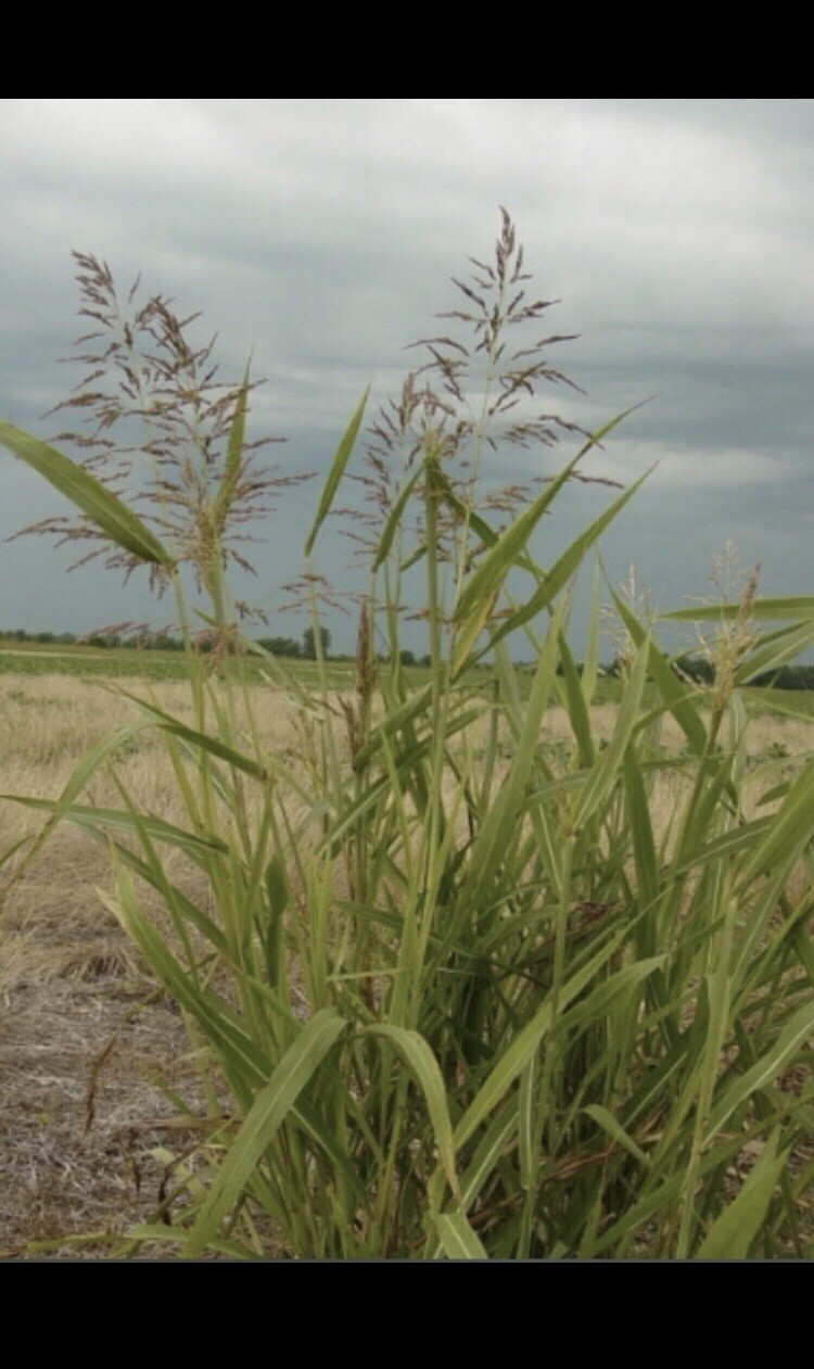 Johnson grass (Sorghum halepense) -3 Rhizomes Farming Foraging Crop