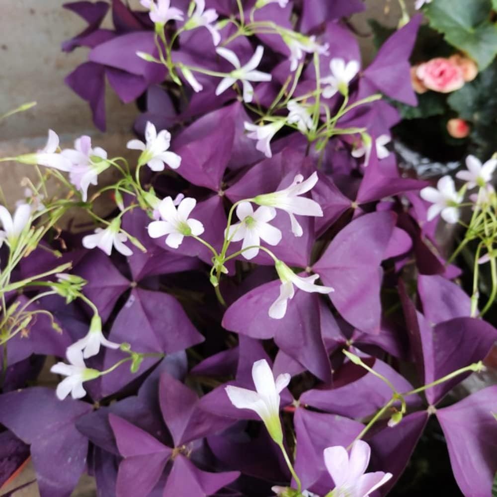 12 Heirloom Purple Shamrocks Bulbs – Easy to Grow for Beginners & Garden Lovers