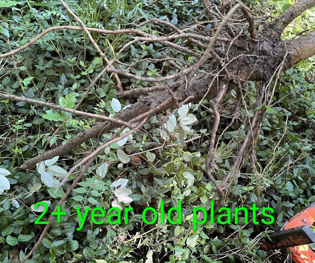 4 Rose Of Sharon Hibiscus 2+ Year Old Live Plant Roots fast grow Heavy Rooted
