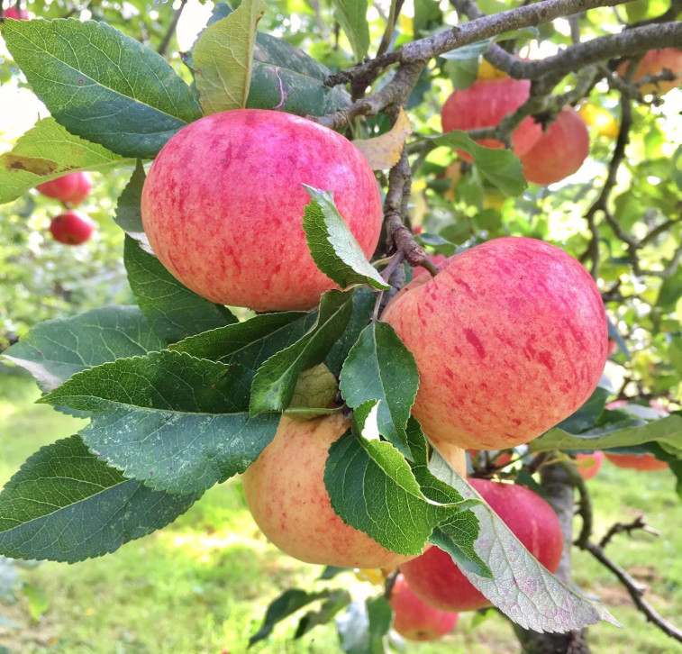 Fuji Apple Seedling Plant – 7-10″ Tall – Fruit Tree for Backyard Orchard, Garden