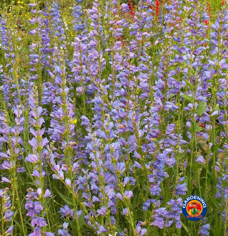 1oz ROCKY MOUNTAIN Penstemon Flower Seeds Strictus (Aprx 30,000 Seeds)