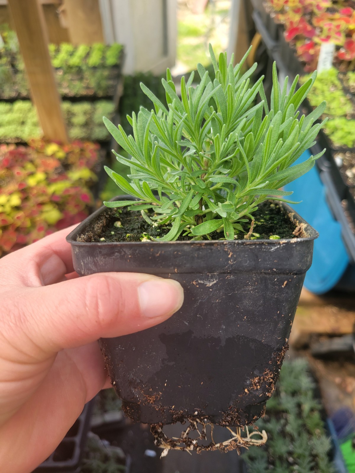 3 Pk Munstead Lavender Plant 4″ Pots