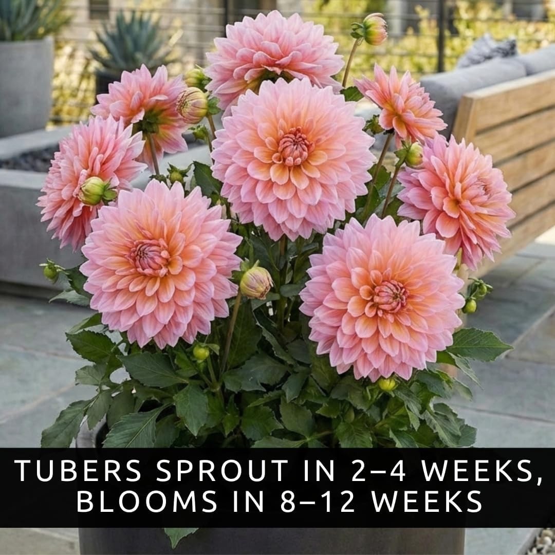 Belle of Bamera Dahlia Dinnerplate Tubers – Soft Pink & Apricot (3 Bulbs)