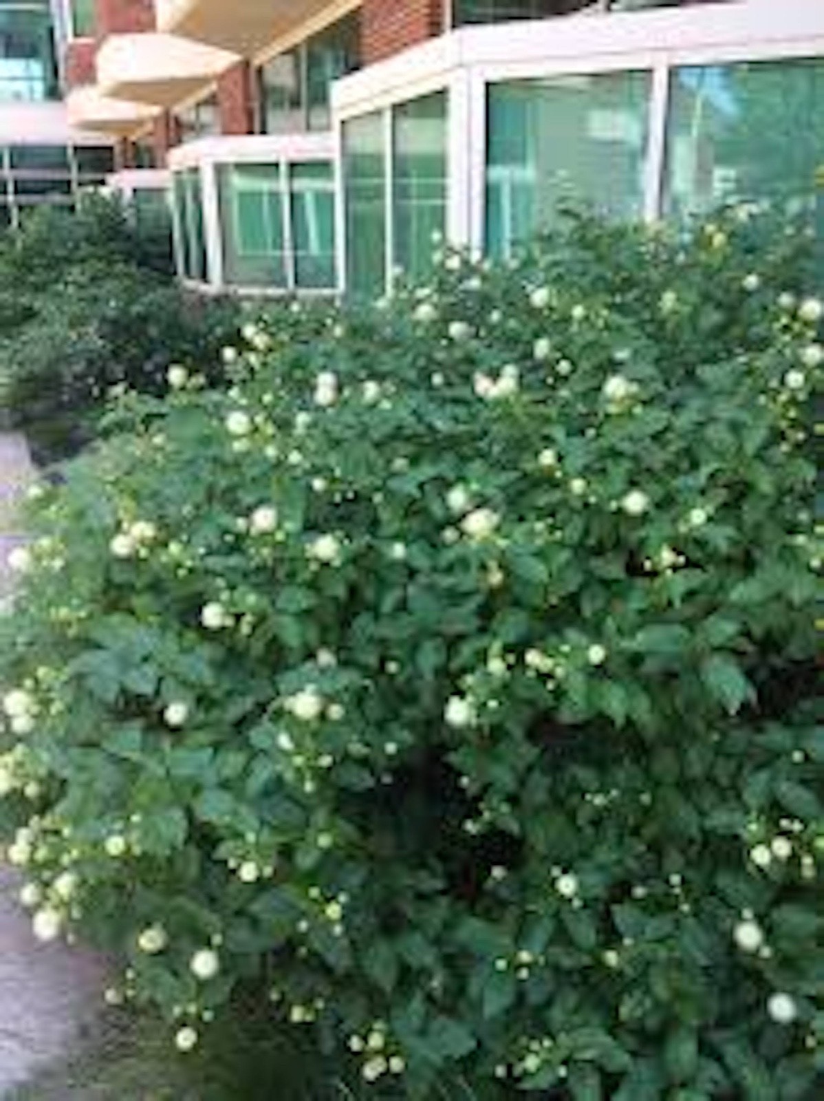3 Buttonbush Plant 12-24″ Tall Bare Root Shrub Cephalanthus occidentalis