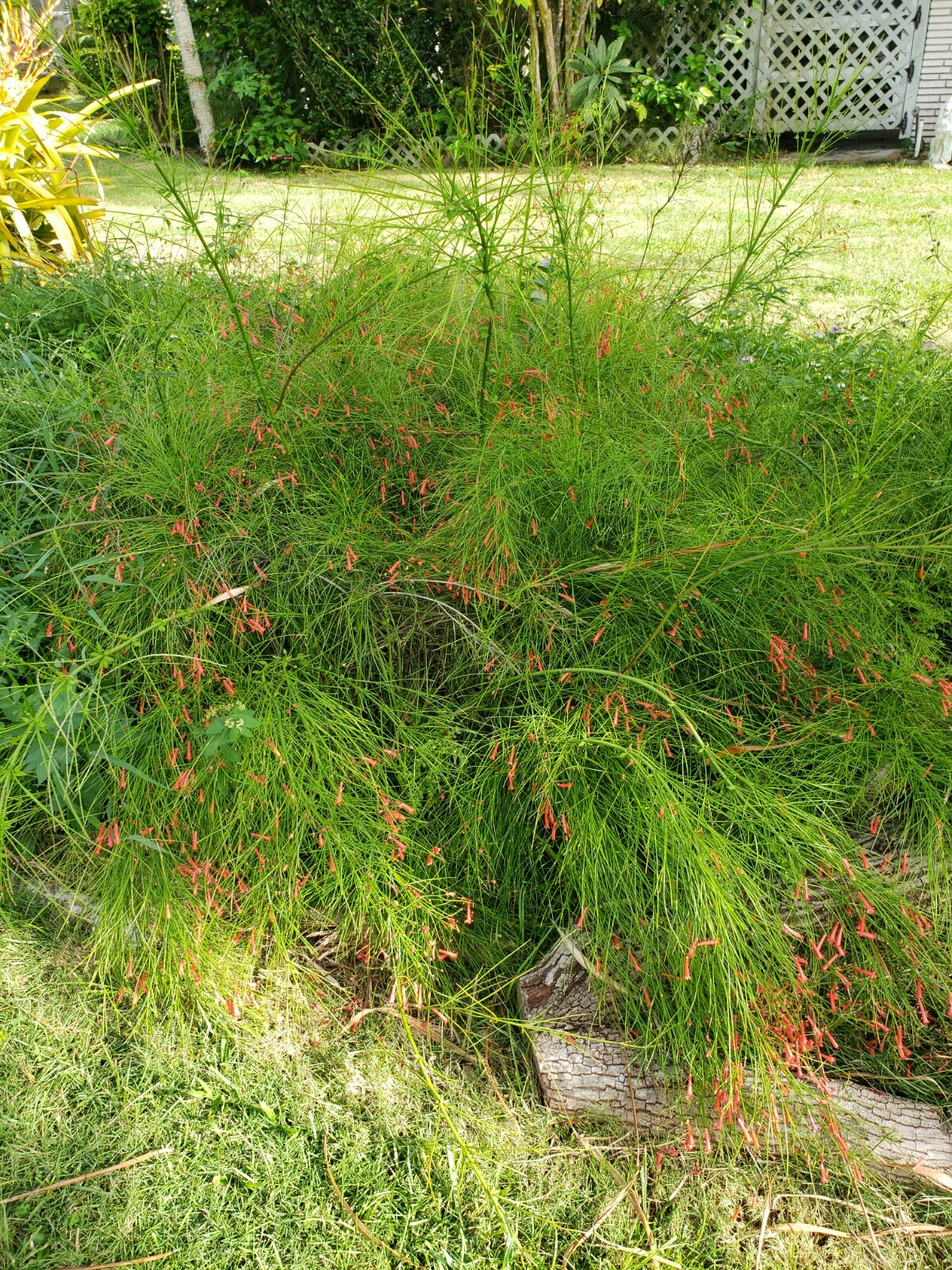 FIRECRACKER FERN Red Flowers Bush Low full green Ground Cover – 10 Cuttings