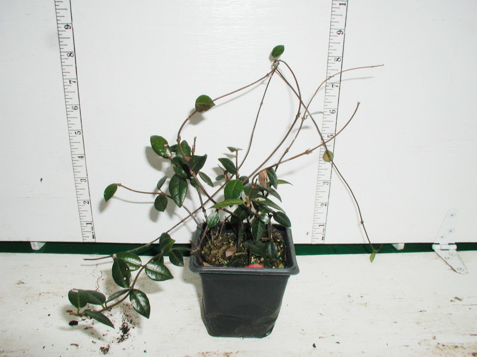 Asiatic Jasmine 25 Plants in 3-1/4 inch Pots