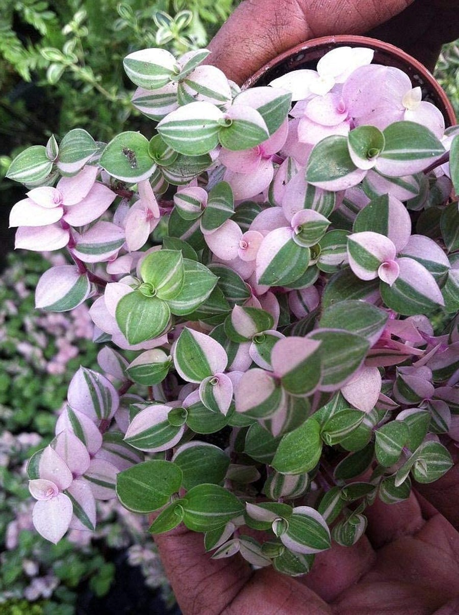 Callisia Bolivian Pink Vine Jewel Turtle Repens Indoors Live Plant Inch 2.5″ Pot