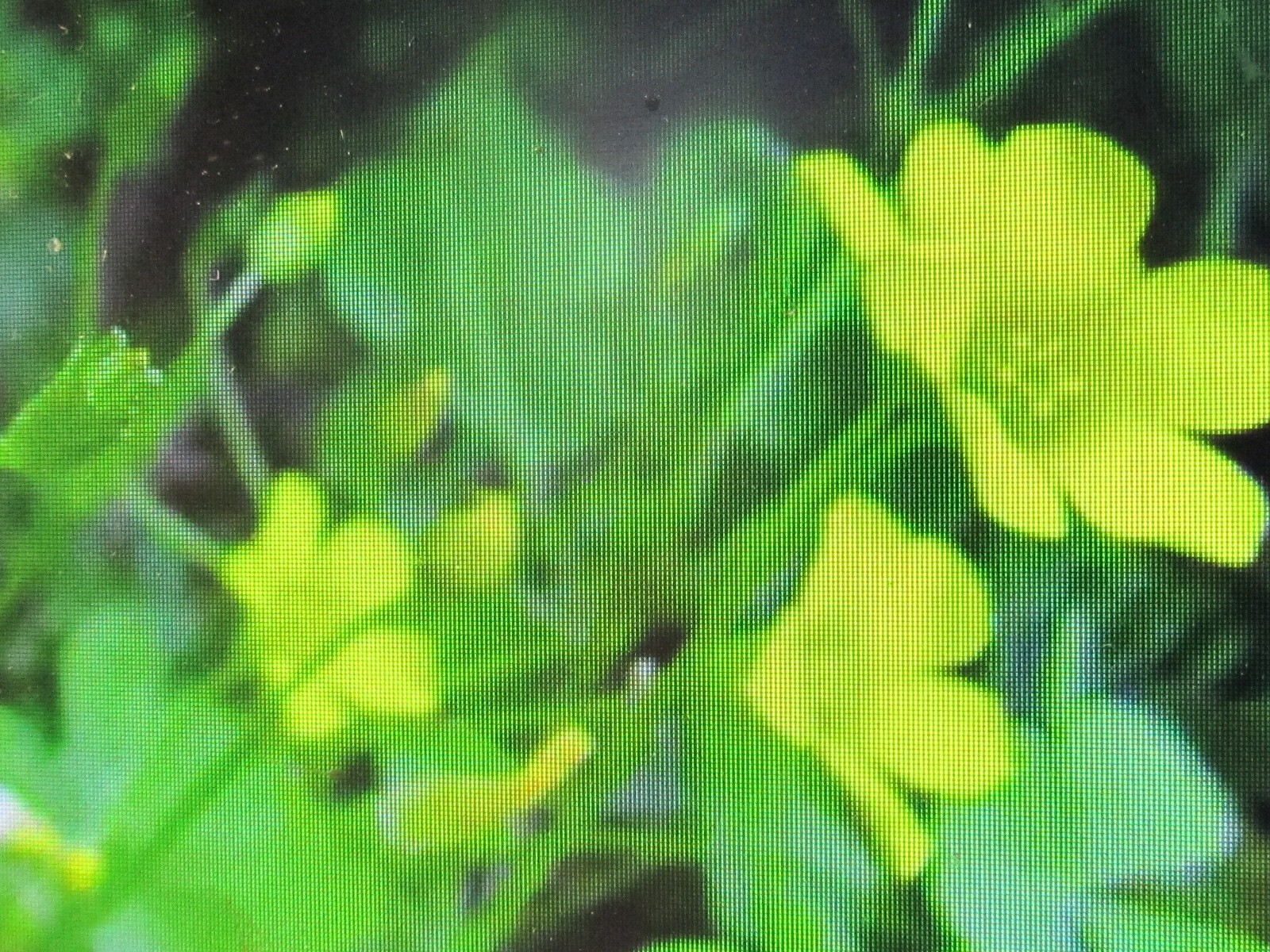 2 Plants Yellow Wood Sorrel (Oxalis stricta) Organic Lemon Clover