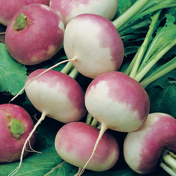 Purple Top Turnip Seeds 600+ White Globe Vegetable NON-GMO USA FREE SHIPPING