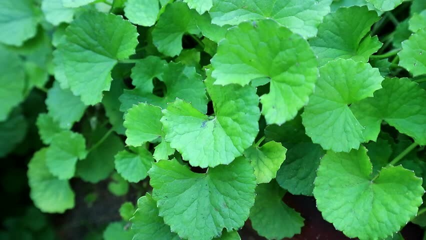 15 Bare Root Indian Pennywort (Centella Asiatica/Gotu Kola/Rau Ma