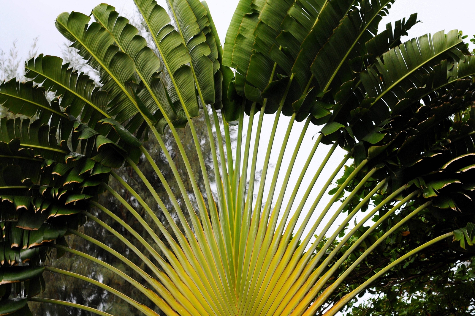 10 TRAVELLER’S PALM TREE Ravenala Madagascariensis Flower Houseplant Seeds