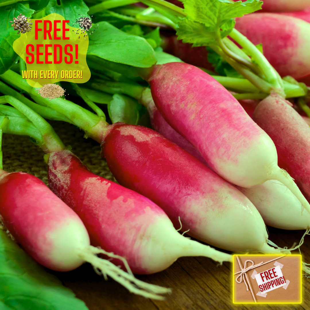 Fresh French Breakfast Radish Seeds | Heirloom Non-GMO | Fresh Vegetable Seeds