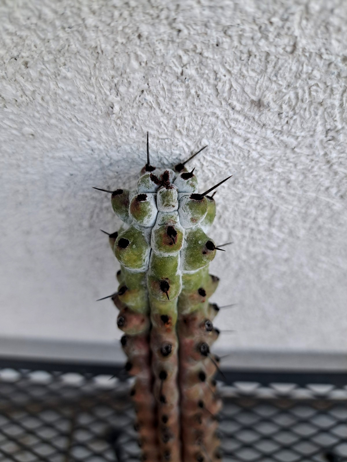 Stenocereus Beneckei Inermis Cactus Cutting H11 ^726