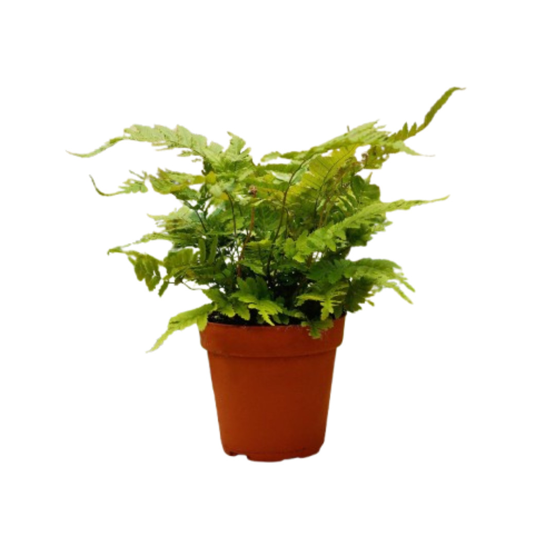 1 Pet Friendly Monthly Subscription Box | Live Plant for Indoor & Outdoor