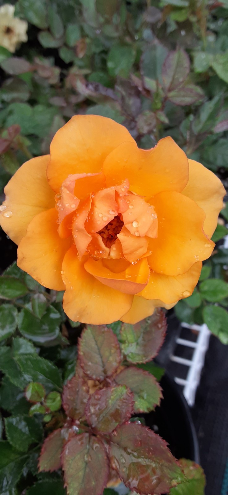 1 Random Mixed Miniature Rose Live Starter- READ LISTING