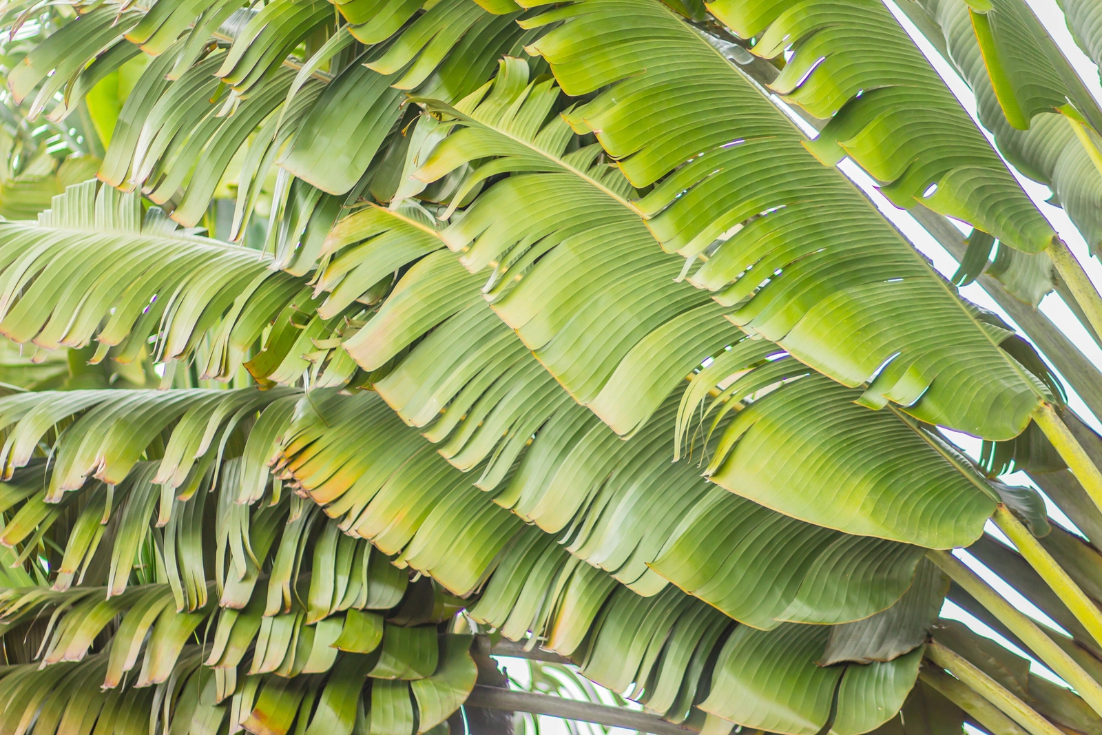 10 TRAVELLER’S PALM TREE Ravenala Madagascariensis Flower Houseplant Seeds