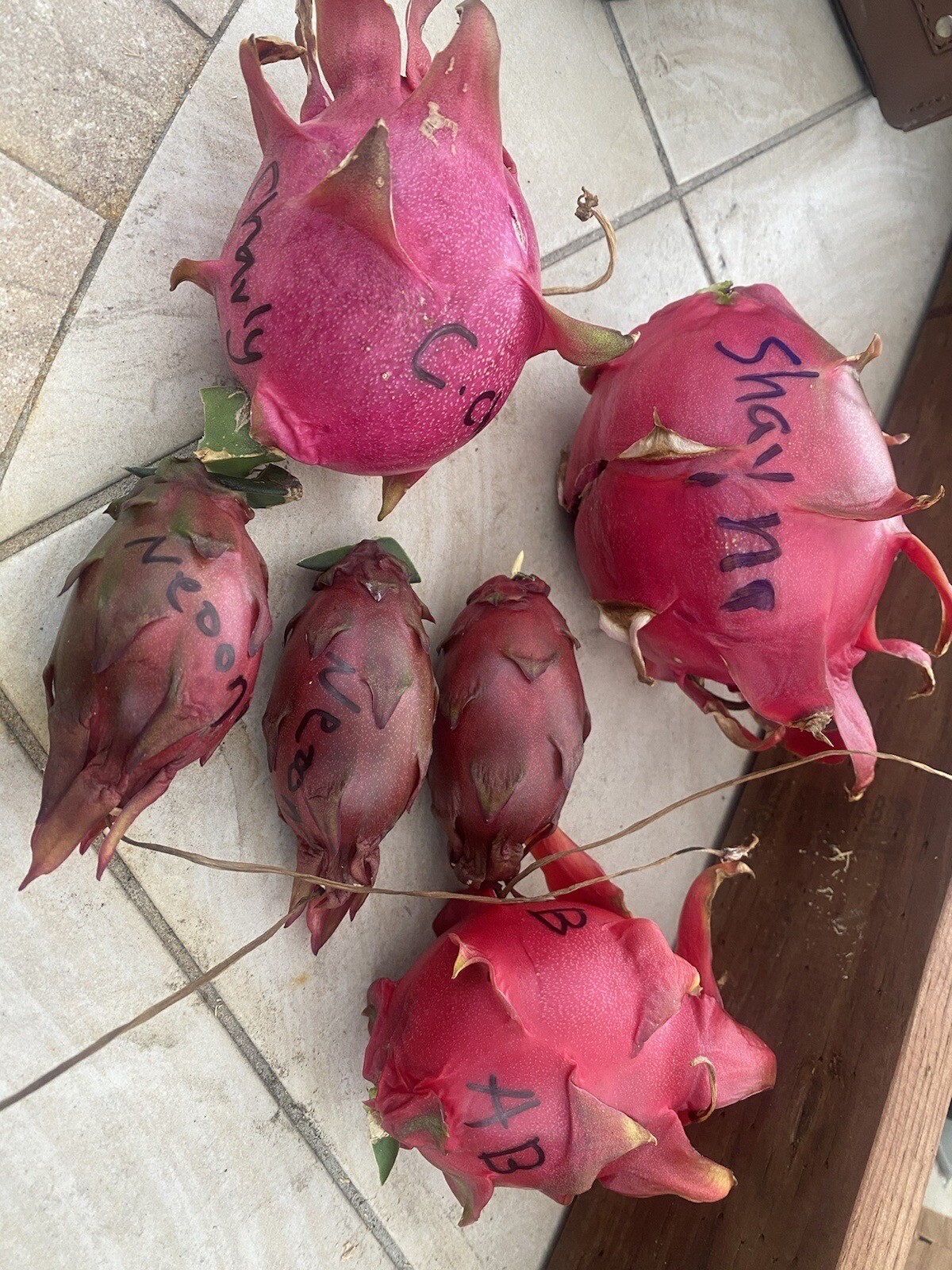 12 Labeled Dragon Fruit cuttings 8-14 inches long check The Description ￼ ￼