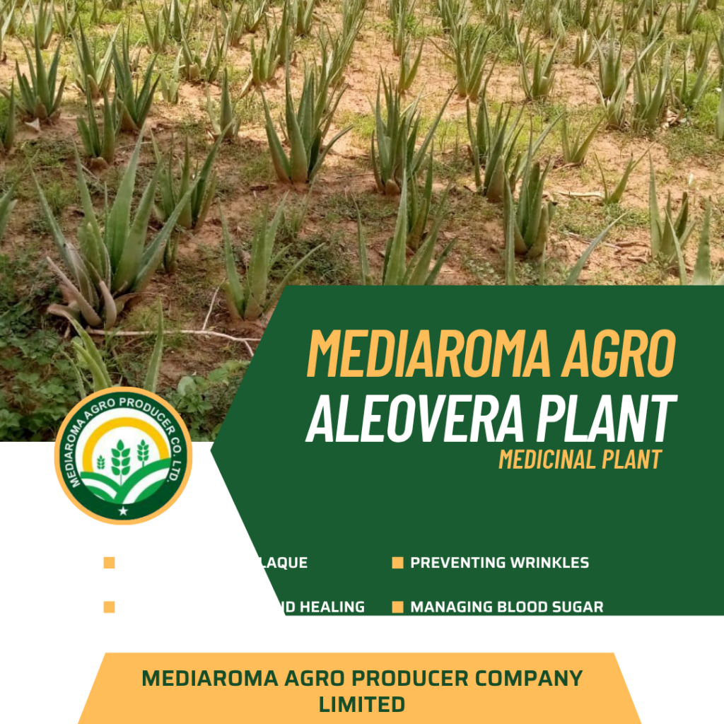 About aleovera mediaroma agro