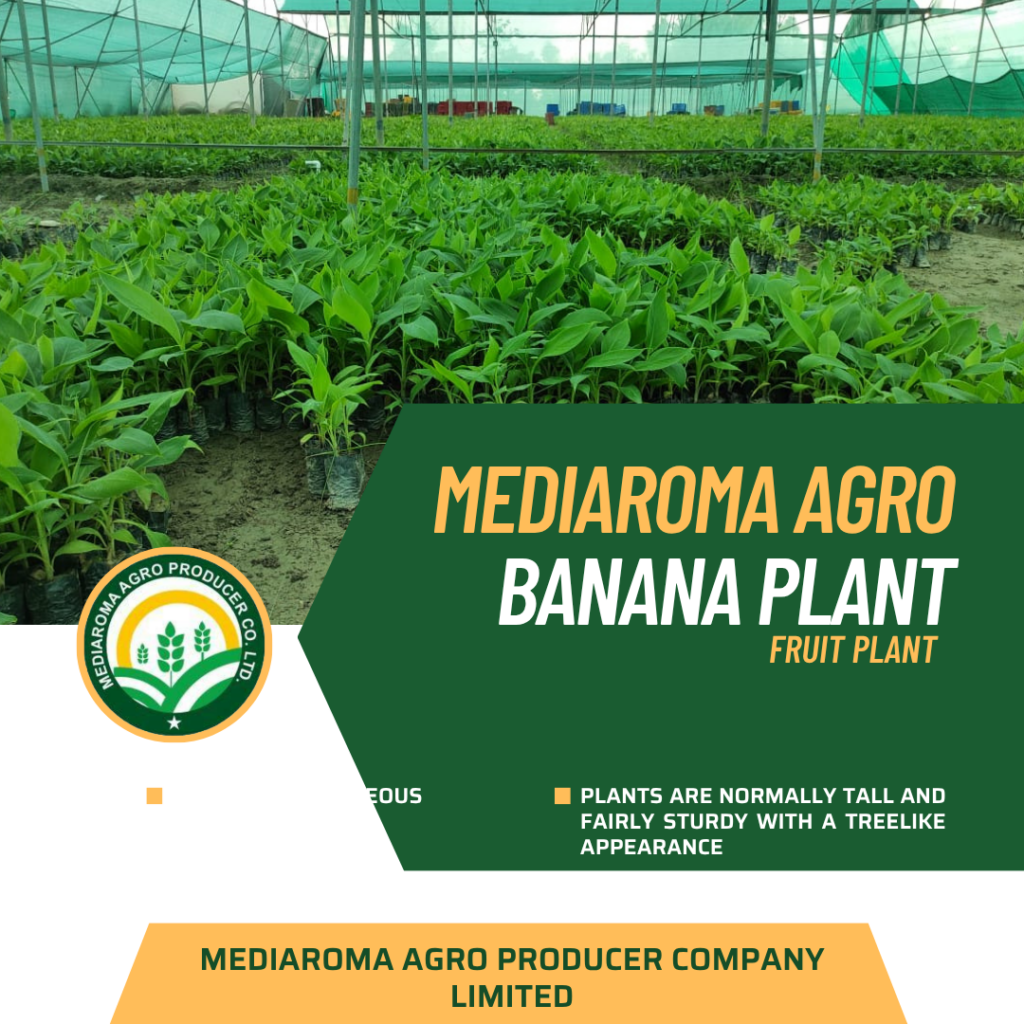 banana plant mediaroma agro